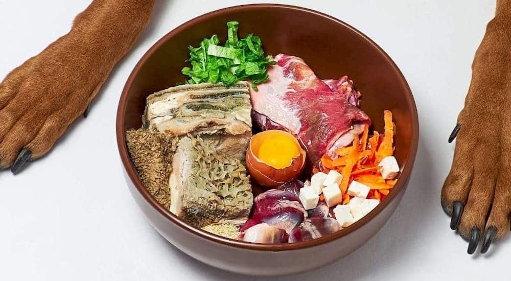 Raw vs Fresh - What's best for your dog?